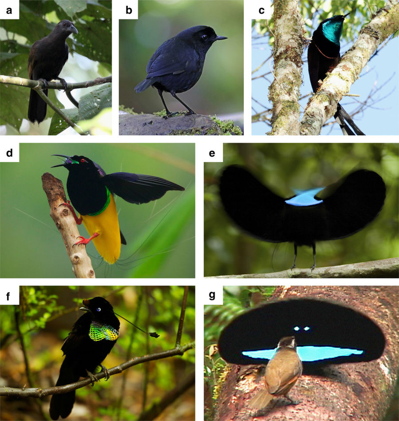 Seis especies de aves del paraĂso. ImĂĄgenes: Hanom Bashari / Daniel LĂłpez-Velasco / Trans Niugini Tours Tim Laman / Ed Scholes